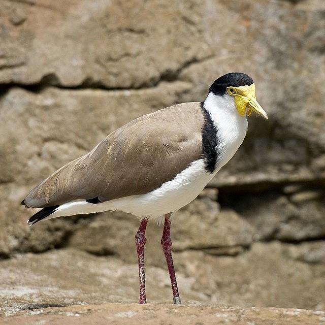 Masked Lapwing Is Famous For Acting Photograph by Addie Dordoma