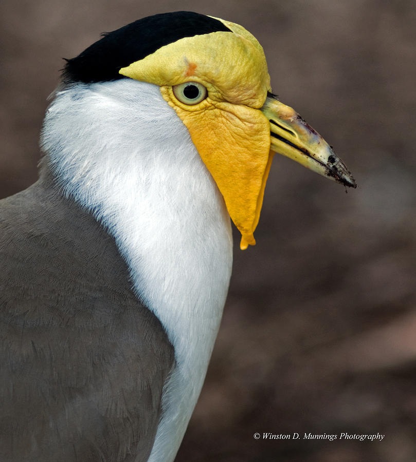 Masked Lapwing Photograph by Winston D Munnings