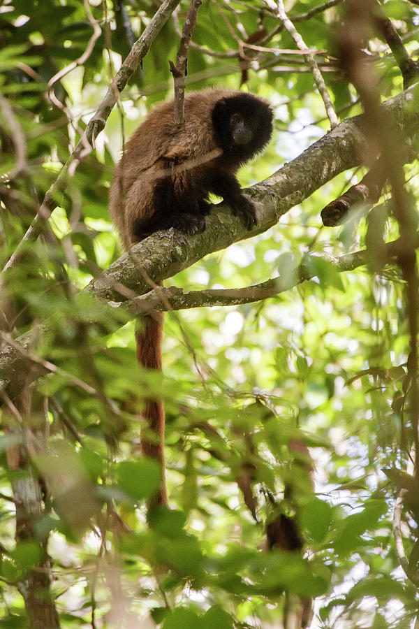 Masked Titi Monkey Callicebus Personatus Photograph by Leonardo Merçon ...