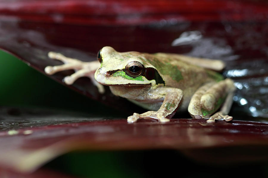 Masked Tree Frog Photograph by Mlorenzphotography