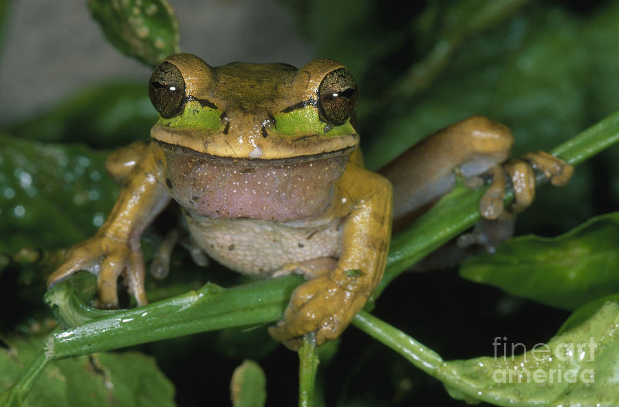Animal Photograph - Masked Treefrog by Gregory G. Dimijian, M.D.