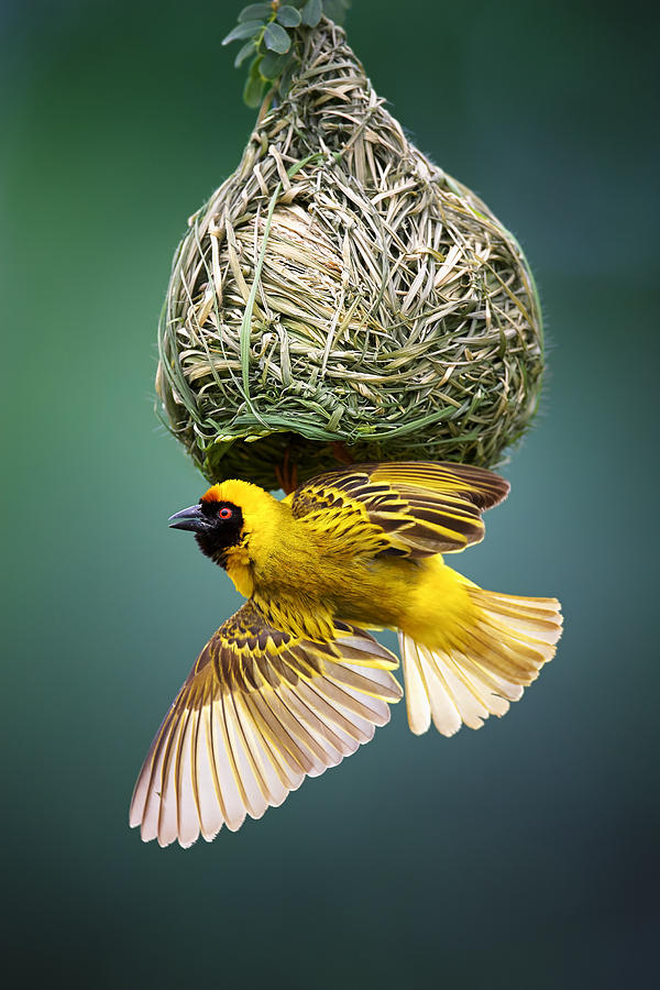 Masked weaver at nest Photograph by Johan Swanepoel
