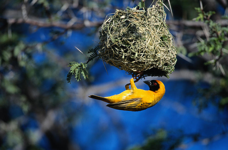 Masked Weaver Building a Nest Photograph by Jeremy Woodhouse