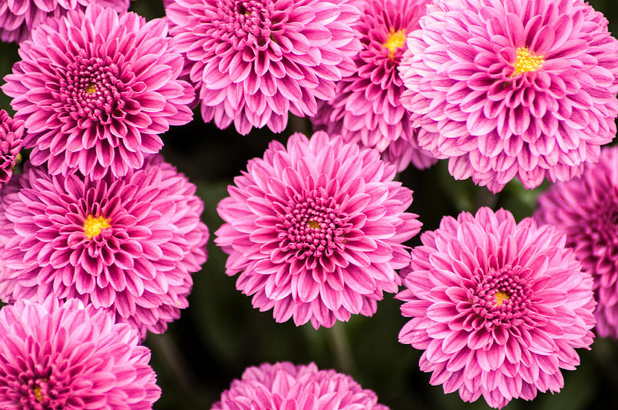 Mass of Pink Mums Photograph by Don Johnson - Fine Art America