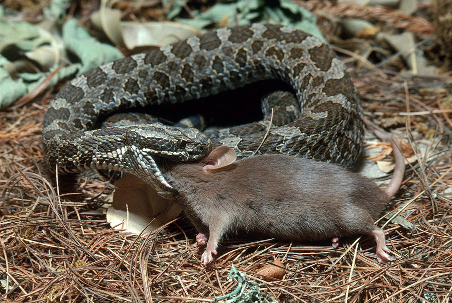 Massasauga Rattlesnake With Prey Photograph by John Mitchell