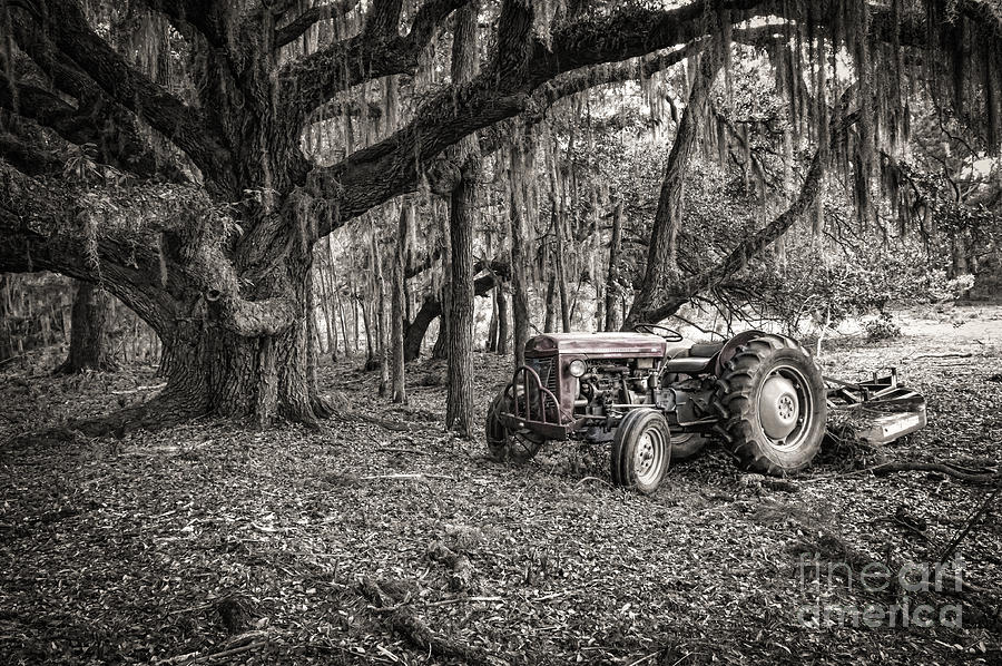 Massey Ferguson and the Oak Photograph by Scott Hansen