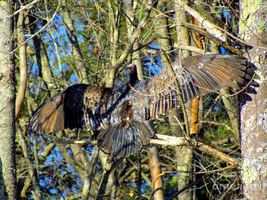 vulture wingspan