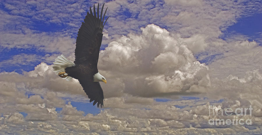 Eagle Photograph - Master In Flight - Signed  by J L Woody Wooden