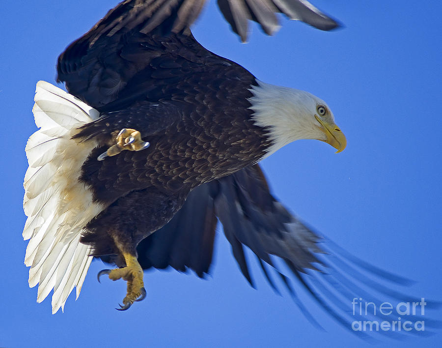 Eagle Photograph - Master Of The Sky by Nick Boren