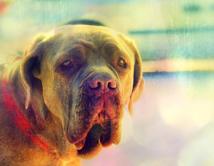 Dog Photo of a Neopolitan Mastif Photograph by Marysue Ryan