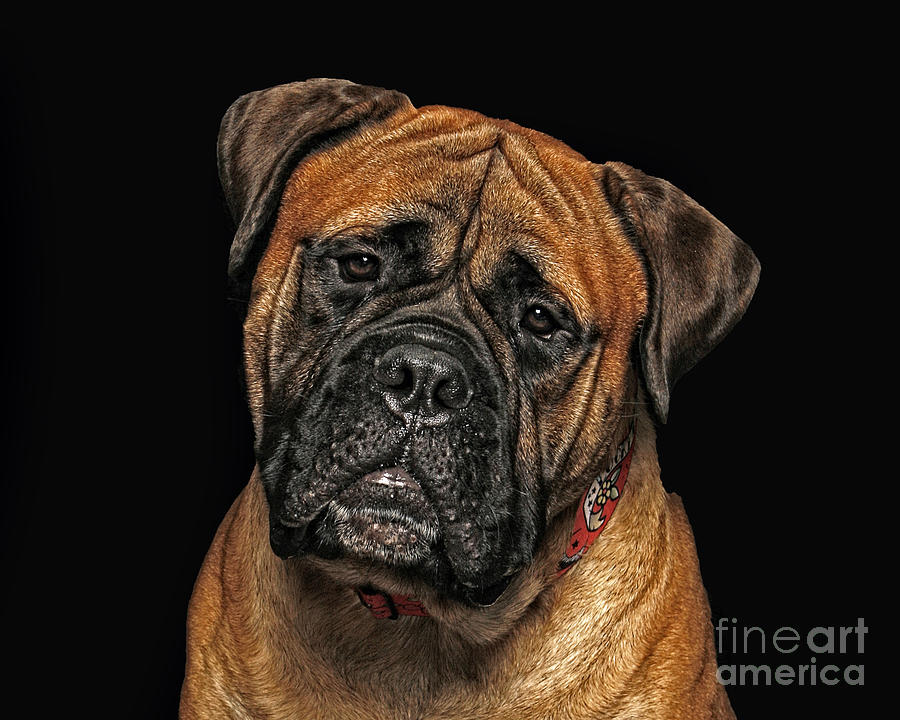 Mastiff Head Shot Photograph By Richie Schwartz Fine Art America