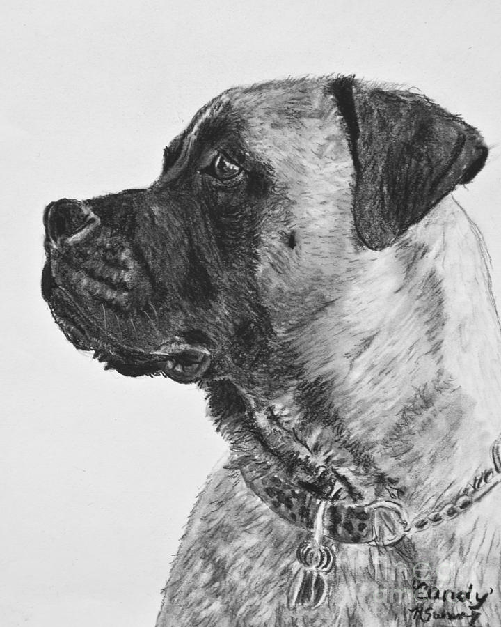Mastiff In Profile Drawing by Kate Sumners
