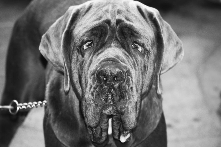 Mastiff Of The Dead Photograph By Trevor Garner - Fine Art America