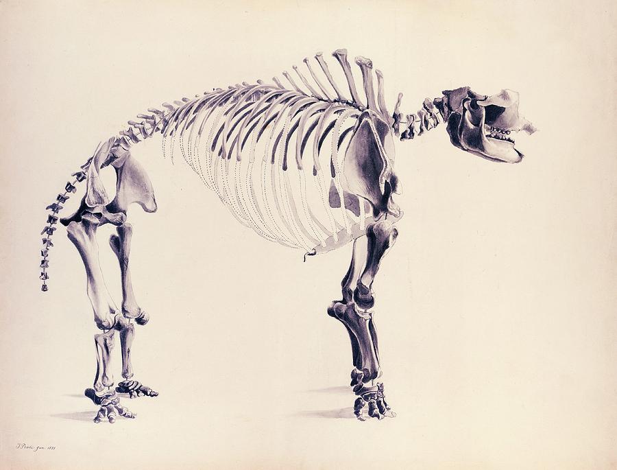 Mastodon Fossil Skeleton Photograph by American Philosophical Society