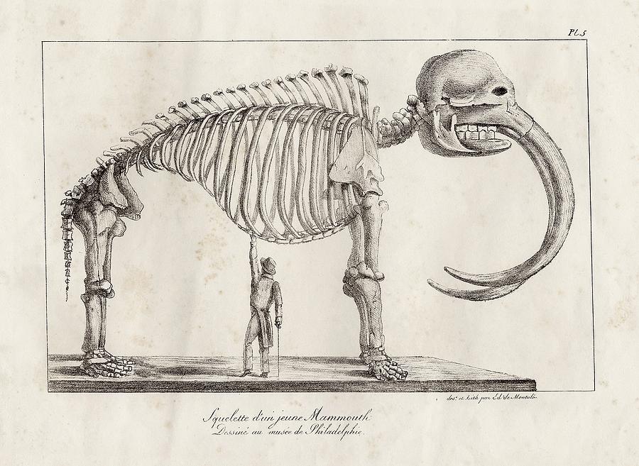 Mastodon Skeleton Photograph by American Philosophical Society