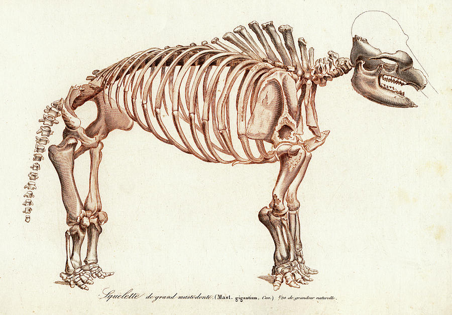 Mastodon Skeleton Photograph by Collection Abecasis