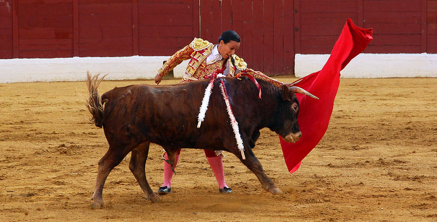 Matador Challenging Bull Photograph by Dave Dos Santos - Fine Art America