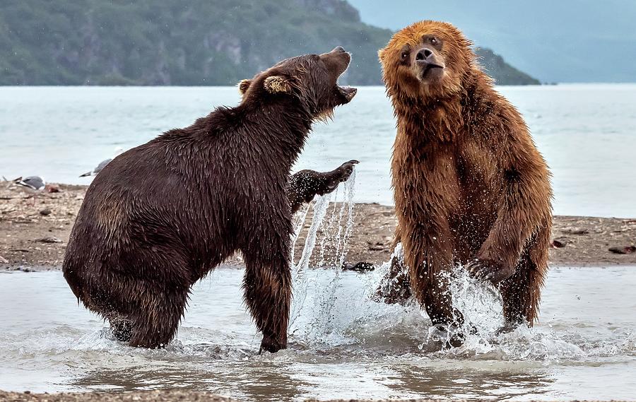 Bear Photograph - Match by Giuseppe D\\\amico