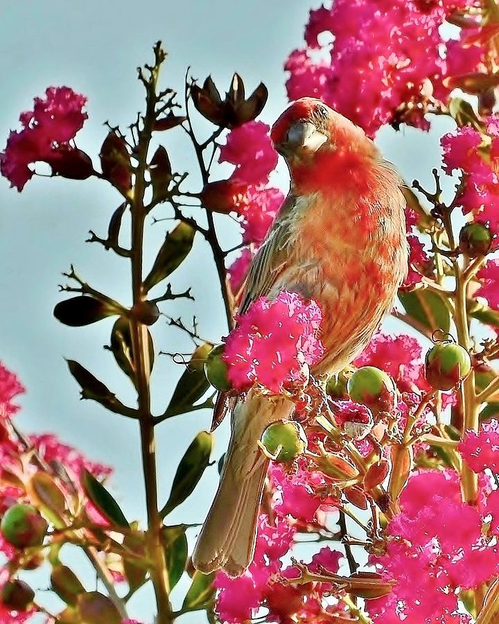 Matching Colors - Red Bird Photograph by Kim Bemis