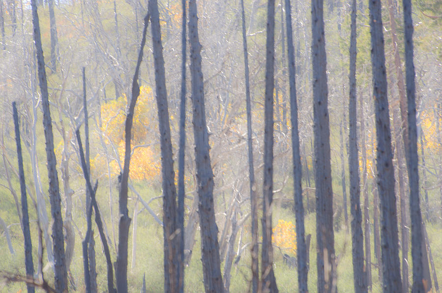 Fall Photograph - Matchstick Forest by Jean Booth