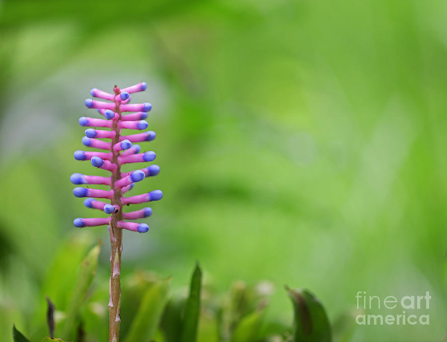 Flower Photograph - Matchstick Plant by Anuj Nair Flower Photograph - Matchstick Plant by Anuj Nair
