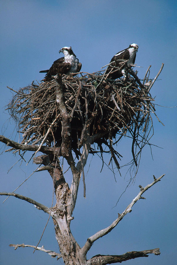 Juvenile Osprey in the nest Jigsaw Puzzle