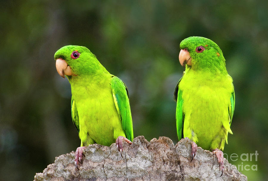 Mated Pair of Wild Green Parakeets Photograph by Dave Welling