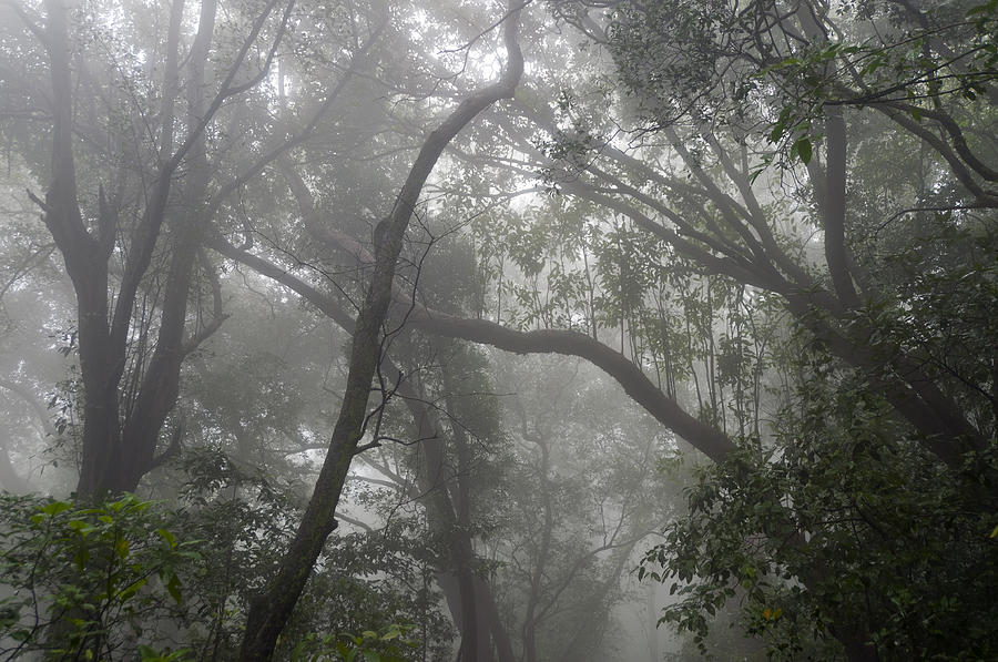 Matheran Forest In The Clouds Photograph by Scott Lenhart - Pixels