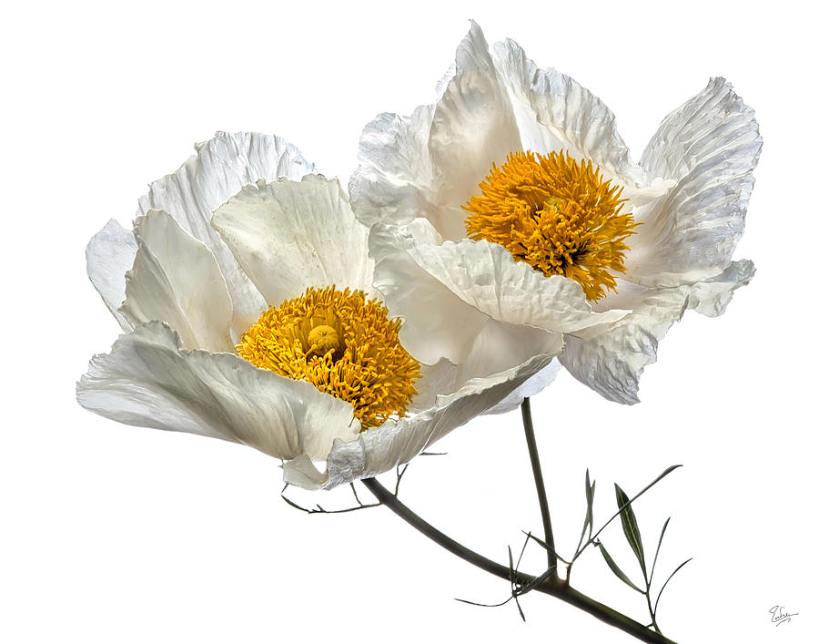 Matilija Poppies Photograph by Endre Balogh