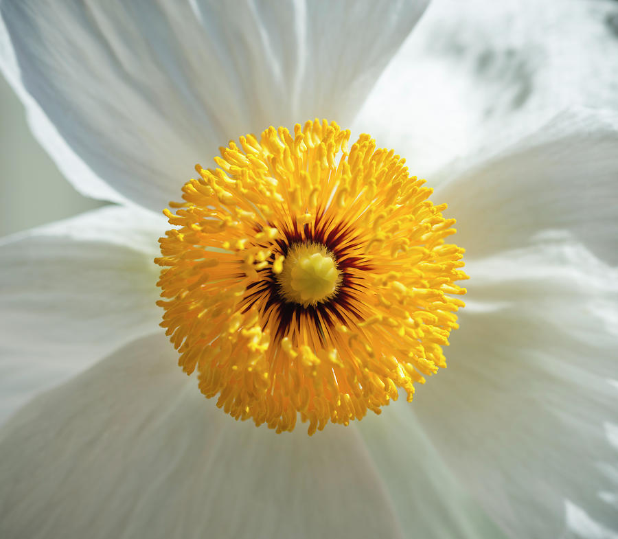Matilija Poppy Flower Photograph by Thomas Winz