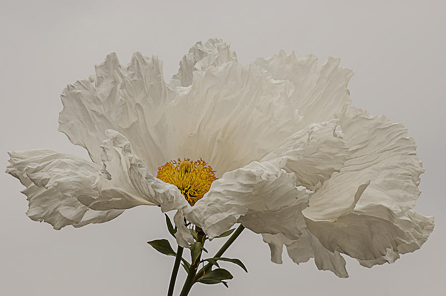 Poppy Photograph - Matilija Poppy White on White by Lee Kirchhevel
