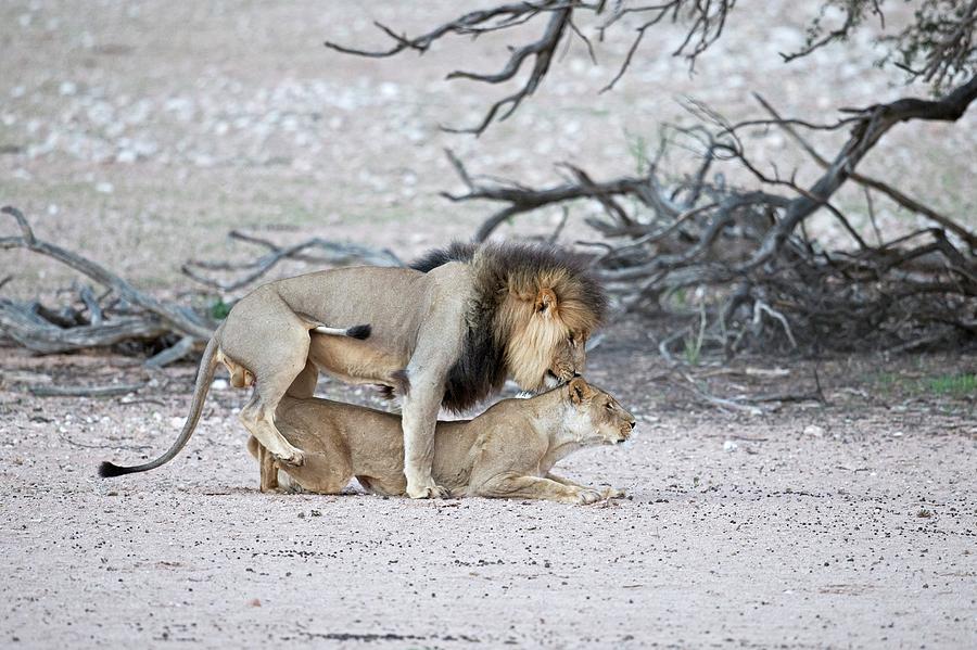 Kgalagadi Transfrontier Park Photograph - Mating African Lions by Tony Camacho