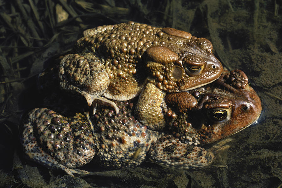 Mating American Toads Photograph by Jeffrey Lepore