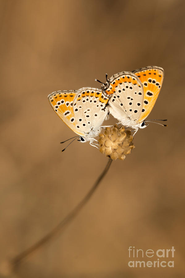 Mating butterflies Photograph by Alon Meir