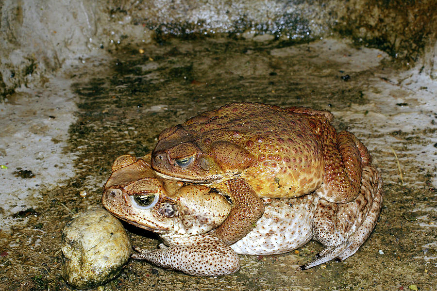 Come hither… how imitating mating males could cut cane toad numbers