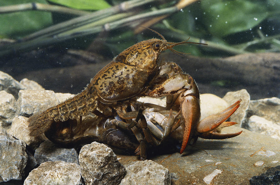 Mating Crayfish Photograph by John Mitchell