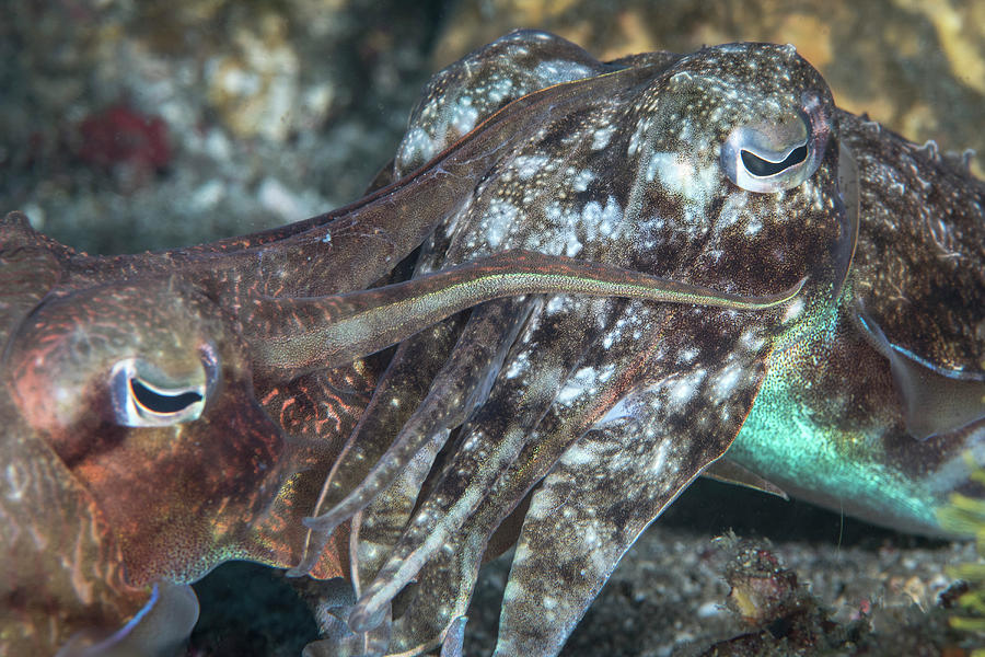 Mating Cuttlefish In Komodo National Photograph by Brandi Mueller
