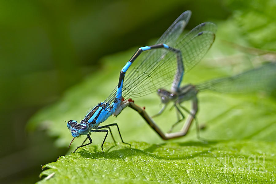 Insects Photograph - Mating Damselflies by Sharon Talson