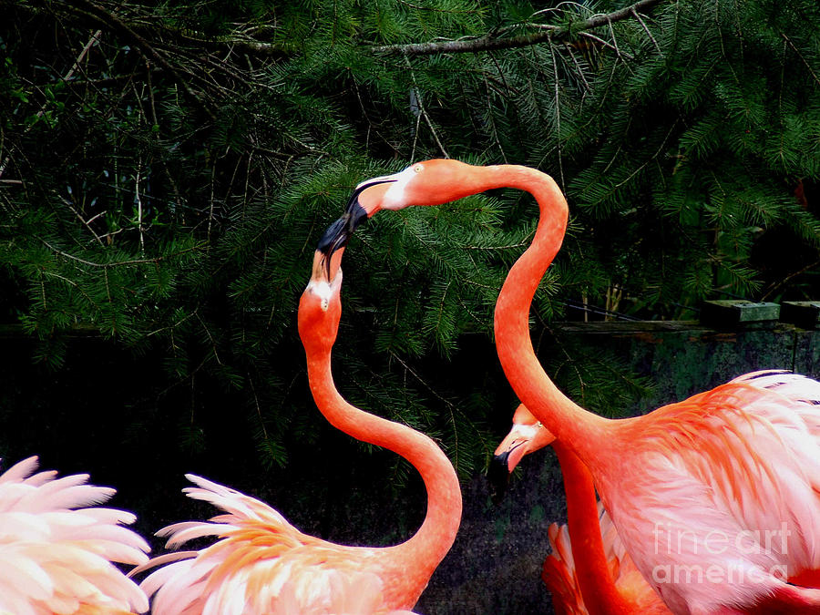 Mating Dance Photograph by Scott Fine Art America