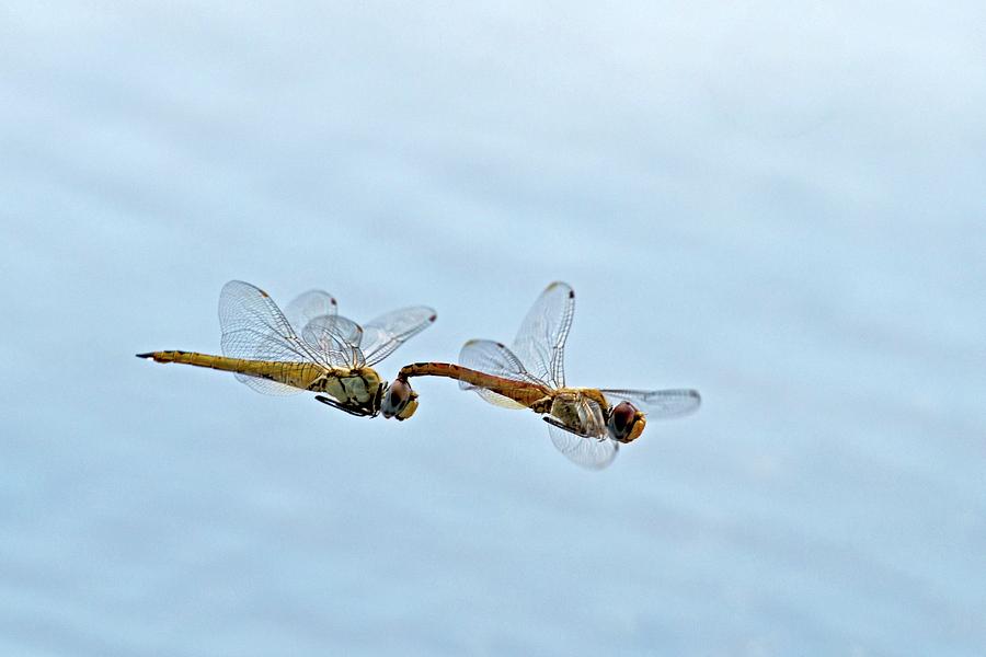 Nature Photograph - Mating Dragonflies by Tony Camacho