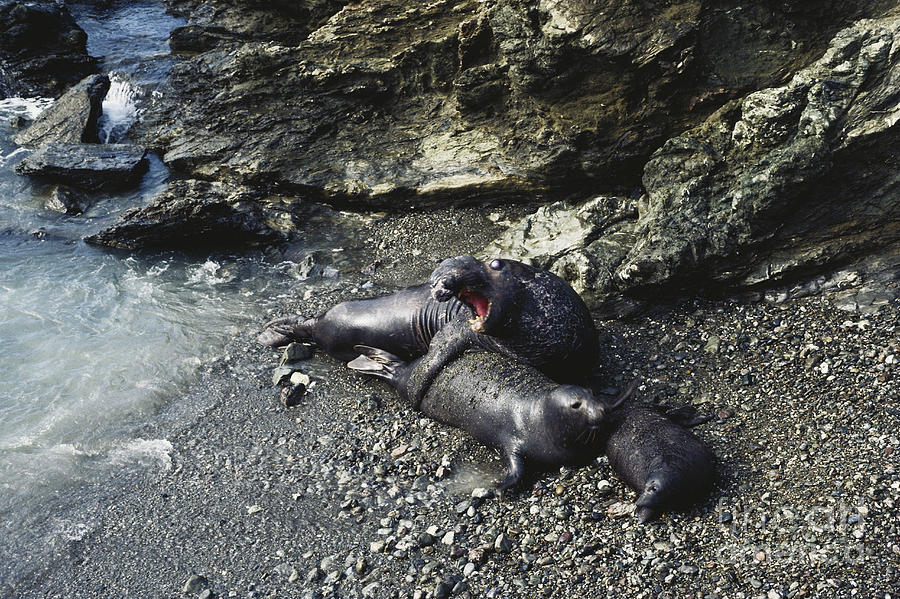 Mating Elephant Seals Photograph by Gregory G. Dimijian, M.D. | Fine ...