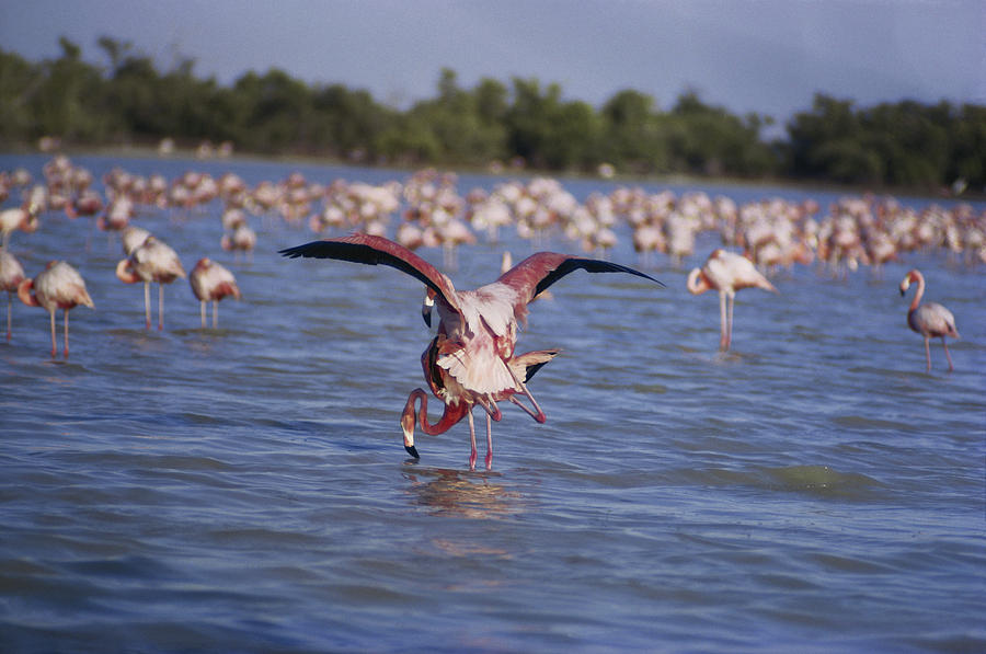 Mating Flamingos Photograph by Carleton Ray