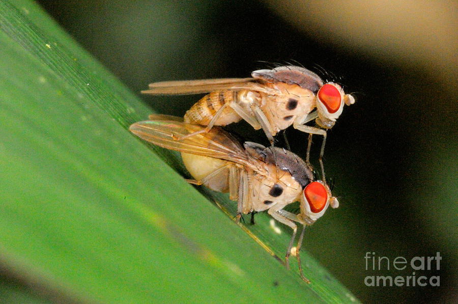 Mating Flies Photograph by Fletcher and Baylis