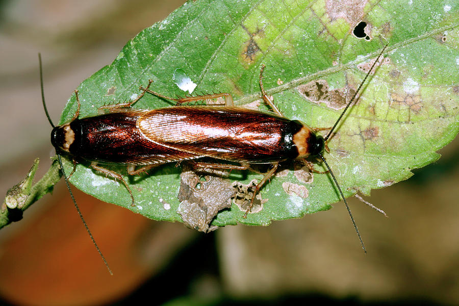 Mating Forest Cockroaches Photograph by Dr Morley Read/science Photo ...