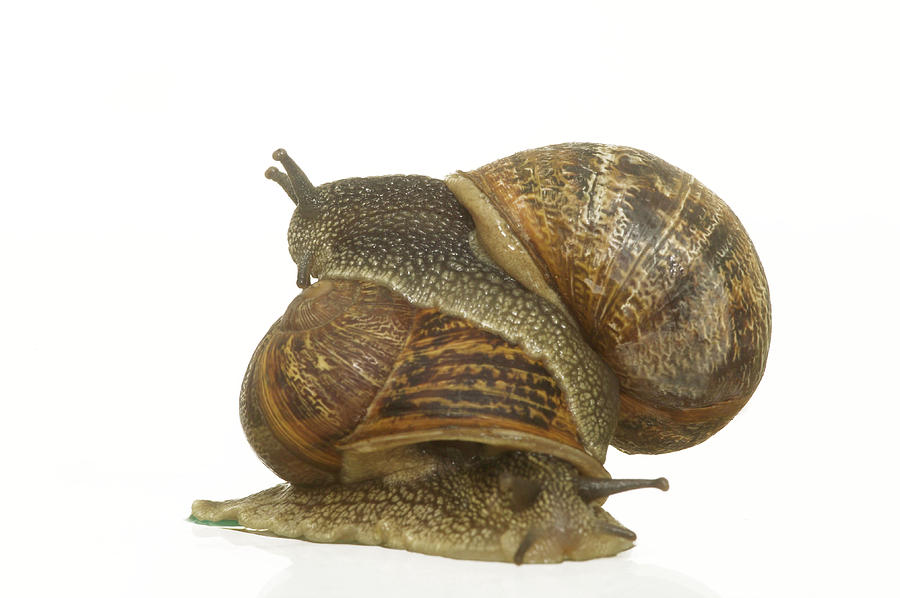 Mating Garden Snails Photograph by Jean-Michel Labat