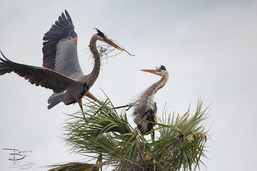 Mating Great Blue Herons Photograph by Debi Buck - Fine Art America