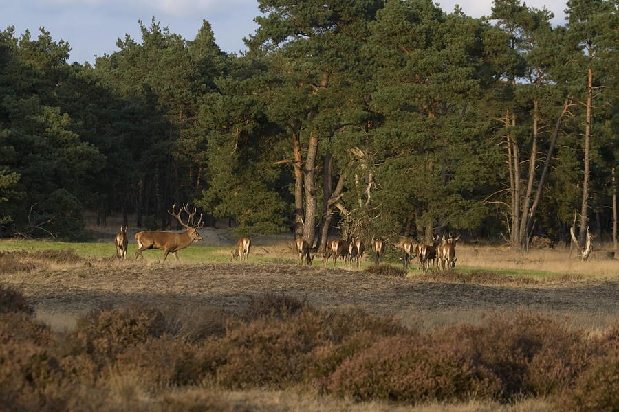 Mating Herd Of Red Deer In The National Park De Hoge Veluwe Netherlands 