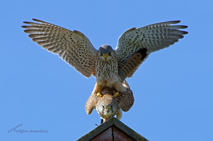 Mating Kestrels Photograph by Torbjorn Swenelius