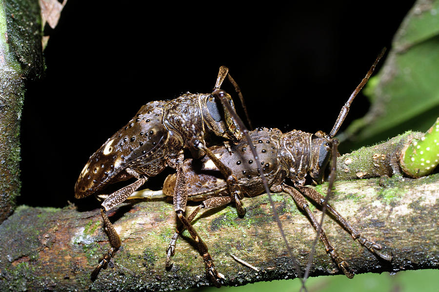 Mating Long Horn Beetles Photograph By Dr Morley Readscience Photo Library Pixels