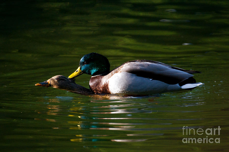 Mating Mallard Ducks Photograph by Terry Elniski